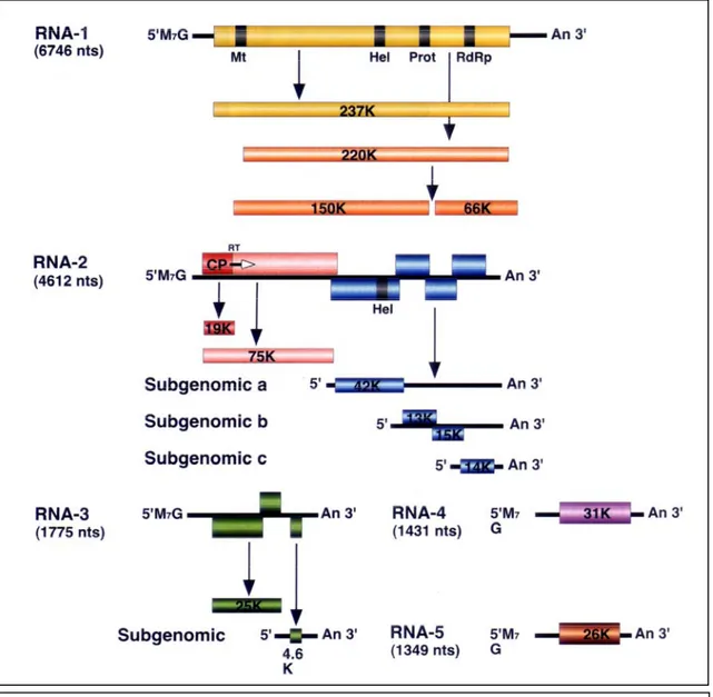 Figura 1.11. Mappa genetica degli RNA di BNYVV.  