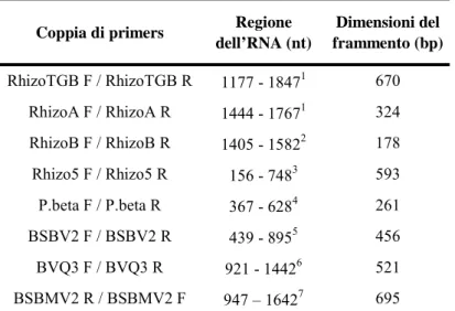 Tabella 2.1. Primers usati per caratterizzare gli isolati di BNYVV, P. Betae, BSBV, BVQ  e BSBMV
