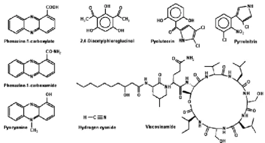 Figura 1: antibiotici prodotti da psudomonadi fluorescenti capaci  di inibire microrganismi patogeni del terreno e di indurre resistenza  nelle piante