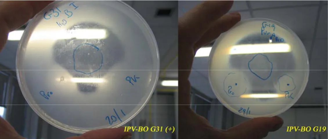 Figura 1: meccanismo d’azione dei ceppi IPV-BO G31, controllo  positivo per la sintesi di molecole antibiotiche sensibili alle proteasi, ed  IPV-BO G19