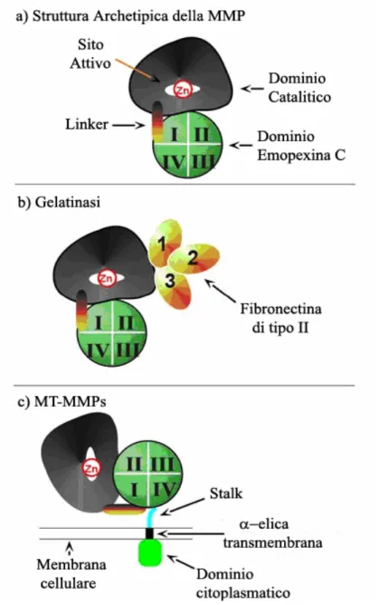 Figura 2 Caratteristiche strutturali delle metalloproteinasi 