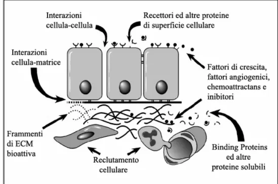Figura 5 - Meccanismi potenziali del signaling cellulare mediato dalle  MMPs 