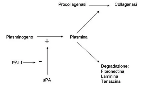 Figura 7 – Ruolo del sistema uPA - Plasmina - PAI-1 nell’attivazione  delle MMP (PAI-1: inibitore dell’attivatore del plasminogeno; uPA: 