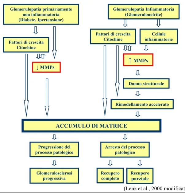 Figura 8 – Espressione e attività enzimatica delle MMPs nelle  glomerulopatie 
