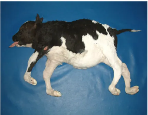 Figura 6: vitello affetto da CVM, evidenti il collo corto, la macroglossia, l’artrogrifosi e l’accorciamento del tronco
