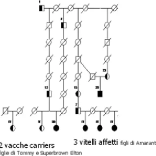 Figura 9: pedigree dei vitelli SAA e carriers descritti in  Italia ed ammessi allo studio