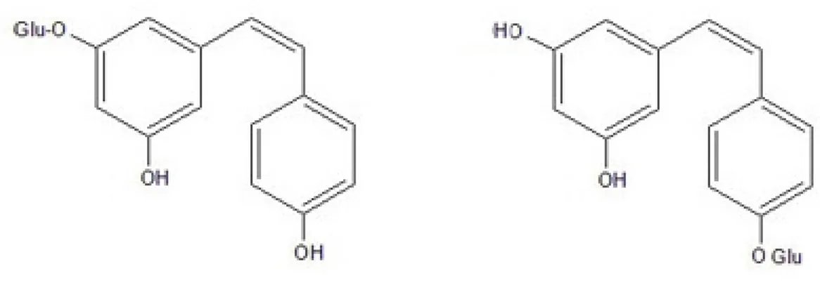 Figura  4.  Strutture  di  cis-piceide  (3,5,4'-diidrossistilbene-3-O-β-D-glucopiranoside),  a  sinistra,  e  cis- cis-resveratroloside  (3,5,4'-diidrossistilbene-4'-O-β-D-glucopiranoside),  a  destra,  i  due  principali  derivati  monoglucosilati del res
