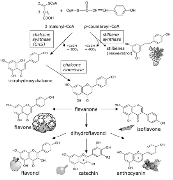 Figura 5. Semplificazione schematica della via biosintetica delle principali famiglie di flavonoidi