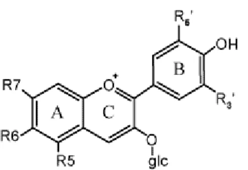 Figura 8. Struttura base di antocianine (agliconi) e antociani (glucosidi). L’anello C centrale è in forma cationica  ed è chiamato ione pirilio