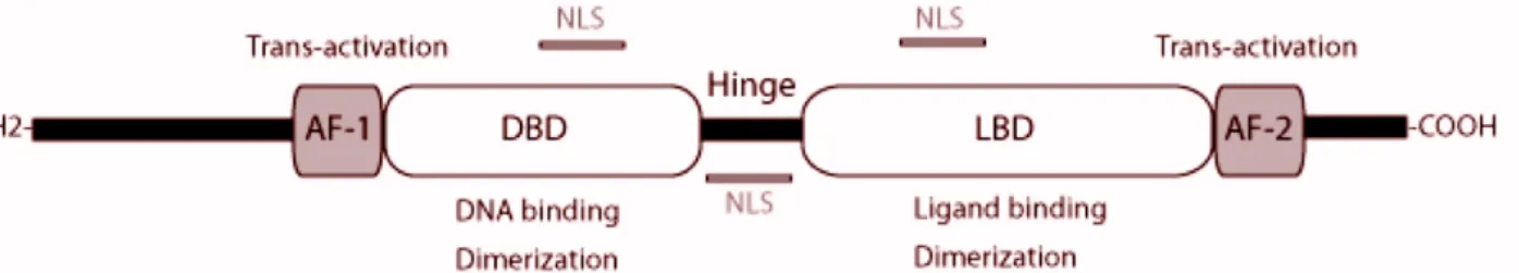 Figure 1.  Canonical representation of functional domains of nuclear hormone receptors
