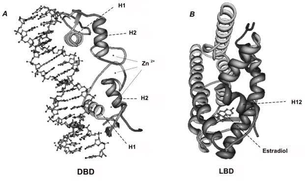 Figure 2. 3D molecular structure of DNA-binding and ligand-binding domain of NRs. (A) Conserved 