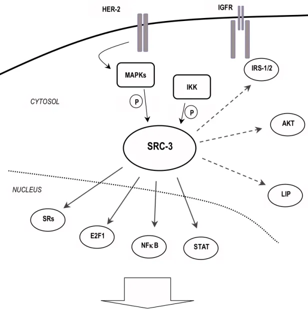 Figure 6 .  The broad range of SRC-3 interactants. SRC-3 interacts with multiple signaling pathways other  than with steroids receptors (SRs)