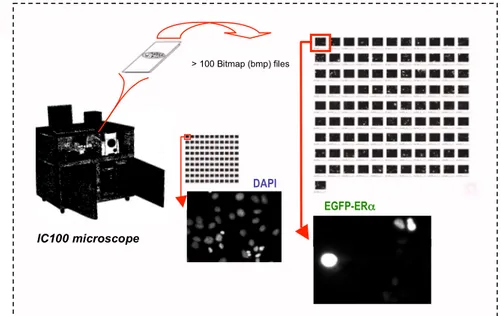 Figure 8. Step 1: HTM images acquisition, cell identification and extraction. (A) The two fluorescence 