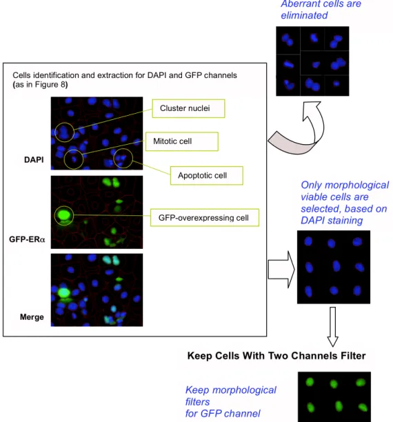 Figure 9. Step 2: Morphological Filtering of Total imaged Cell Population. After cell identification and 