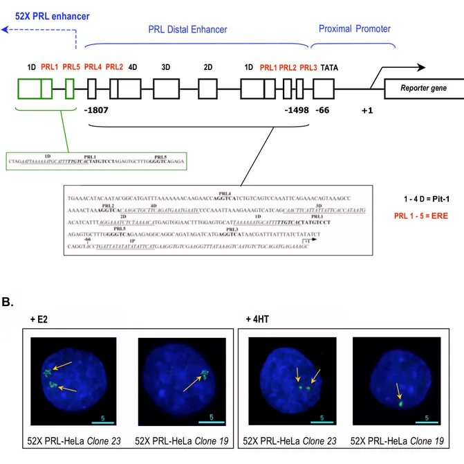 Figure 11. 52X Prolactin integrated enhancer-promoter in PRL-HeLa cells. PRL-HeLa engineered cell 