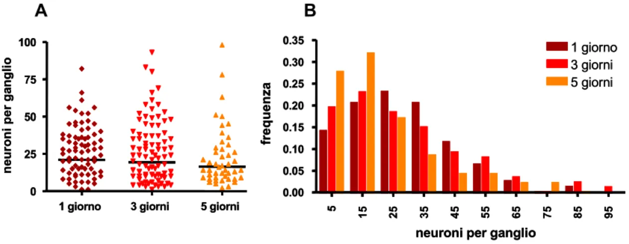 Figura 6. Visualizzazione grafica della distibuzione dei neuroni  nei gangli durante la crescita in coltura (A, B)