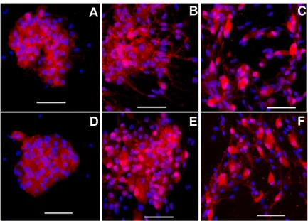 Figura 8. Espressione dei marker neuronali NSE (A-C) e PGP9.5 (E-F) durante la crescita, al  giorno 1 (A,D), giorno 3 (B,E) e giorno 5 (C,F)