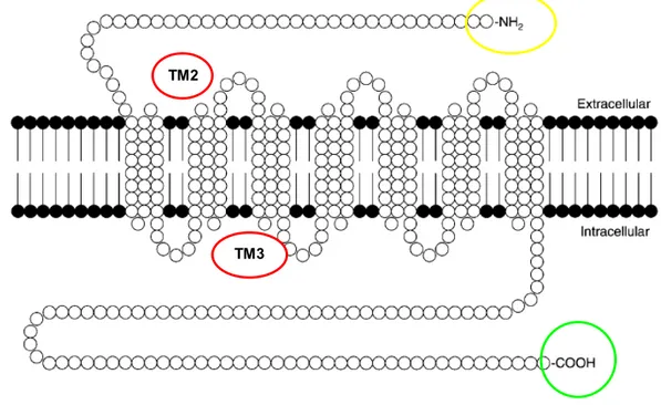Figura 3. Struttura primaria dei recettori delle tachichinine. In rosso sono cerchiati il  secondo ed il terzo dominio transmembrana fondamentali per il legame con  l’agonista/antagonista; la porzione N-terminale (in giallo) determina l’affinità per uno  s