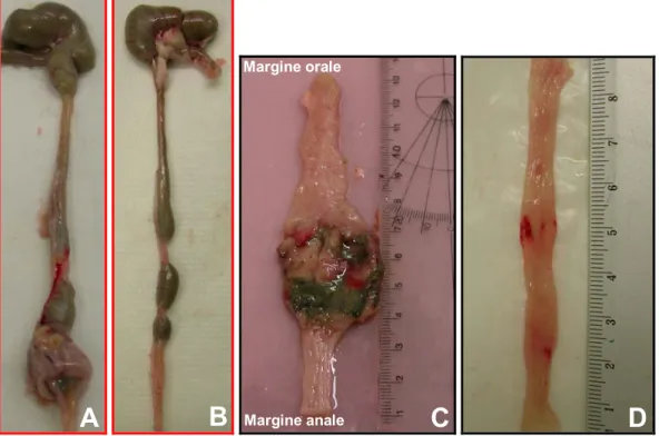 Figura 9. Foto rappresentative di colon distale intero e aperto longitudinalmente  lungo il margine mesenterico di un ratto trattato con DNBS  15 mg (A-C) e  di un  ratto infiammato trattato con SSR140333 (B-D)