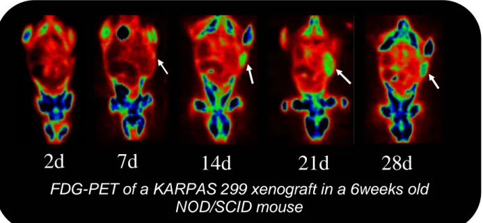 Figure  3.1.  Serial  18F-FDG  small  animal  PET  images  of  ALCL  development  after  implantation  of  human  Karpas  299  cells