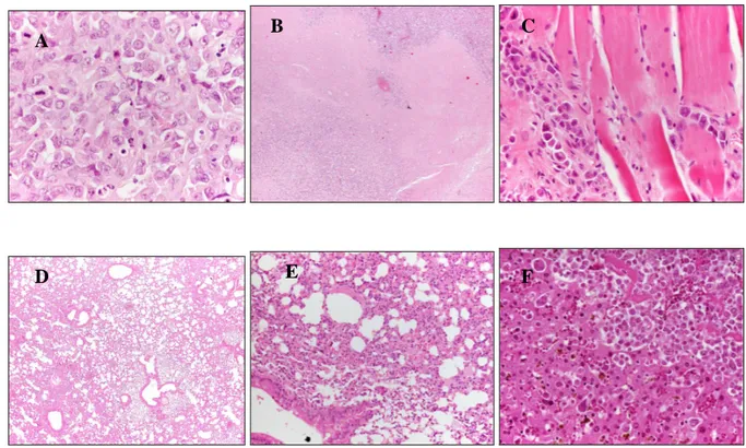 Figure  3.3.  Pathologic  sections  of  a  NOD/SCID  mouse  inoculated  with  the  human  ALCL  Karpas  299  cell  line