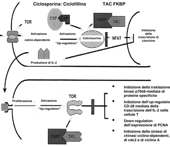 Figura 1 – Meccanismo d’azione di ciclosporina (CyA), tacrolimus (TAC) e sirolimus  (SRL)