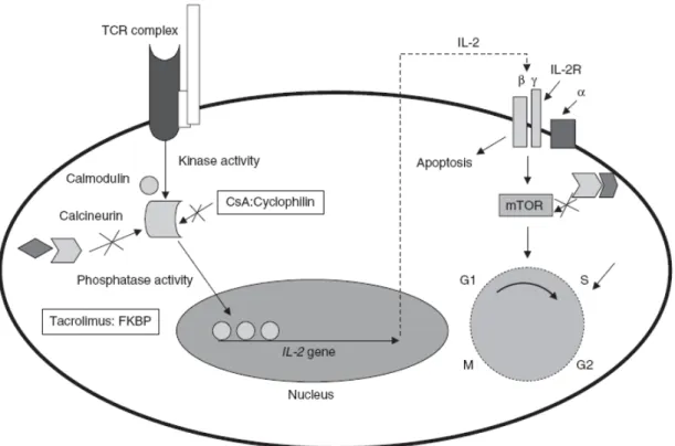 Figura 2. Schema dei meccanismi d’azione della rapamicina e degli inibitori della  calcineurina