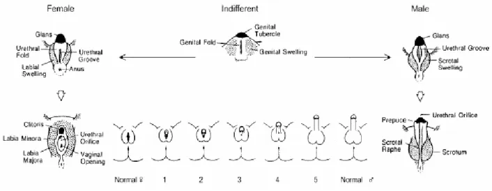 Figura 3. Differenziamento del seno urogenitale e dei genitali esterni. In alto e ai lati diagrammi della  normale anatomia femminile e maschile, in basso una serie di rappresentazioni schematiche di diversi  gradi di virilizzazione femminile