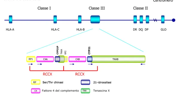Figura 5. Rappresentazione schematica del locus degli HLA, dove si trova il gene CYP21 per l’enzima  21-idrossilasi, e del modulo RCCX, nella forma bimodulare