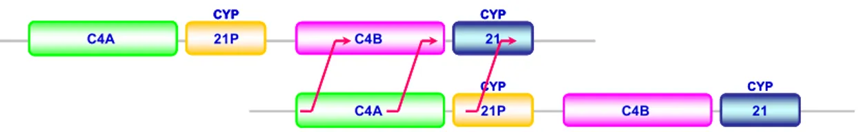Fig.  7.  Rappresentazione  degli  eventi  di  crossing  onver  che  possono  coinvolgere  i  geni  C4  e  CYP21 