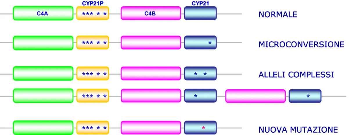 Fig. 8. Rappresentazione del gene  CYP21  e dei geni ibridi  CYP21P/CYP21  originati per delezione  o larga conversione genica