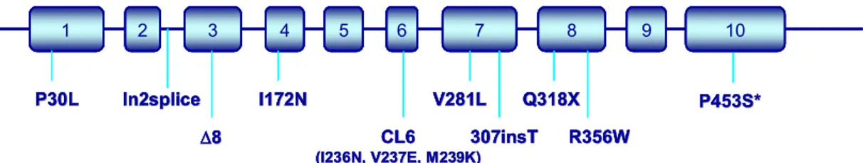Fig.  10.  Diagramma  del  gene  CYP21  e  delle  mutazioni  ritrovate  sul  gene  CYP21   in  seguito  a  microconversione genica in individui affetti da deficit di 21-idrossilasi