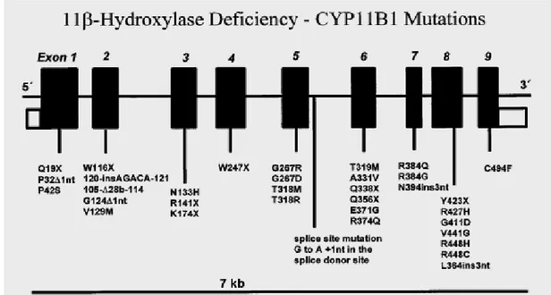 Fig. 11 Schema del gene CYP11B1 con alcune delle mutazioni descritte. Da Peter M et al, 1999