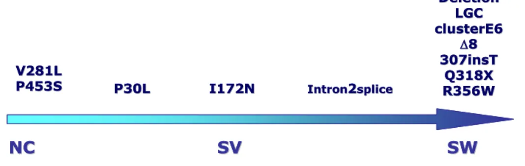 Figura  12.  Rappresentazione  schematica  della  correlazione  genotipo/fenotipo.  La  freccia  rappresenta l’aumento del grado di severita´ del fenotipo da NC a SW, in basso, e la riduzione  in attivita dell’enzima a seconda delle mutazioni presenti, in 