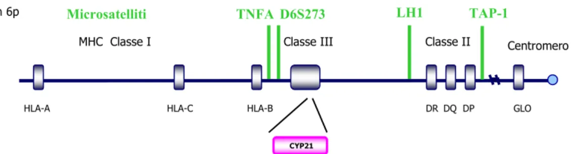 Figura 13. Posizione relativa dei 4 microsatelliti analizzati rispetto al locus del gene CYP21