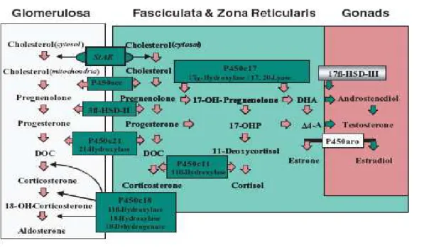 Figura  2.  Schema  della  via  di  sintesi  degli  steroidi  con  indicazione  degli  enzimi  coinvolti  (da  Forest MG et al, 2004)