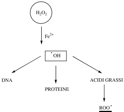 Fig. 1.11: Reazioni endogene che portano alla formazione dei radicali ossidrilici e  perossilici 