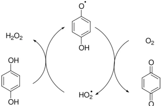 Figura 2.21: Schema della reazione di autossidazione degli  idrochinoni  OHOHH2 O 2 O OHHO 2 OOO2