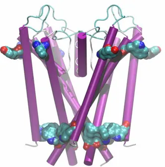 Fig. 3.12:  Aromatic  residues  located  at  the  extrema  of  the transmembrane spanning helices in KcsA  which  were  exploited  to  drive  the  z positioning  of  the  hERG  models  into  the  membrane environment
