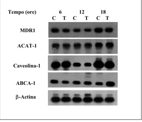 Figura 6. Valutazione dell’espressione dell’mRNA di MDR1, ACAT-1,  Caveolina-1 e ABCA-1 tramite RT-PCR nella linea cellulare di osteosarcoma  umano MG-63 in assenza (C) o presenza di 4-HPR 5 μM (T 1 ) o 10 μM (T)