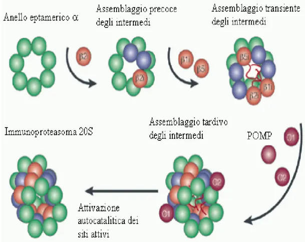 Figura 3. Formazione dell’immunoproteasoma. L’attacco delle subunità β avviene  sull’anello eptamerico formato dalle subunità α