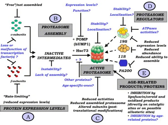 Figura 5. Fattori coinvolti nell’alterazione dell’attività del proteasoma durante  l’invecchiamento