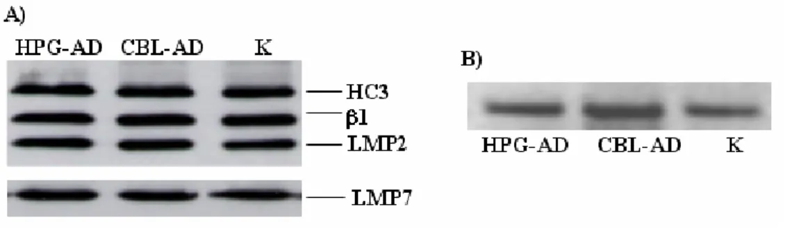 Figura 6. L’immunoproteasoma ed il proteasoma costitutivo sono espressi nel  cervello umano