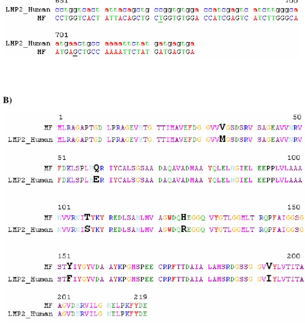 Figura 12. Allineamento della sequenza nucleotidica codificante e della proteina  LMP2 di Homo Sapiens e Macaca Fascicularis (Mf)