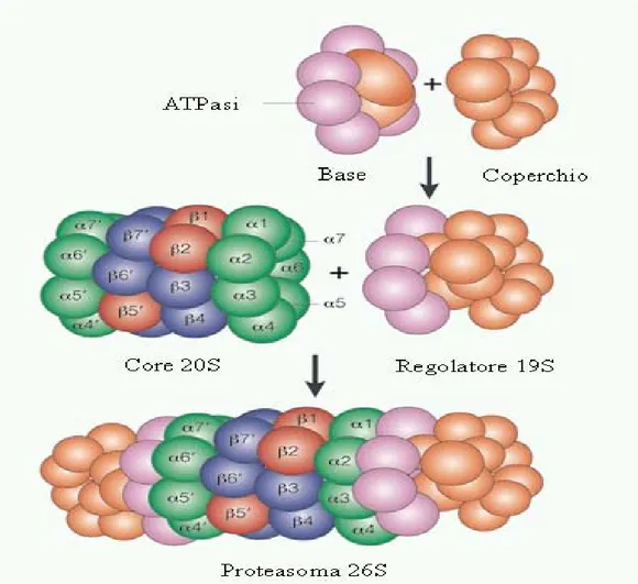 Figura 2. La struttura del proteasoma. 