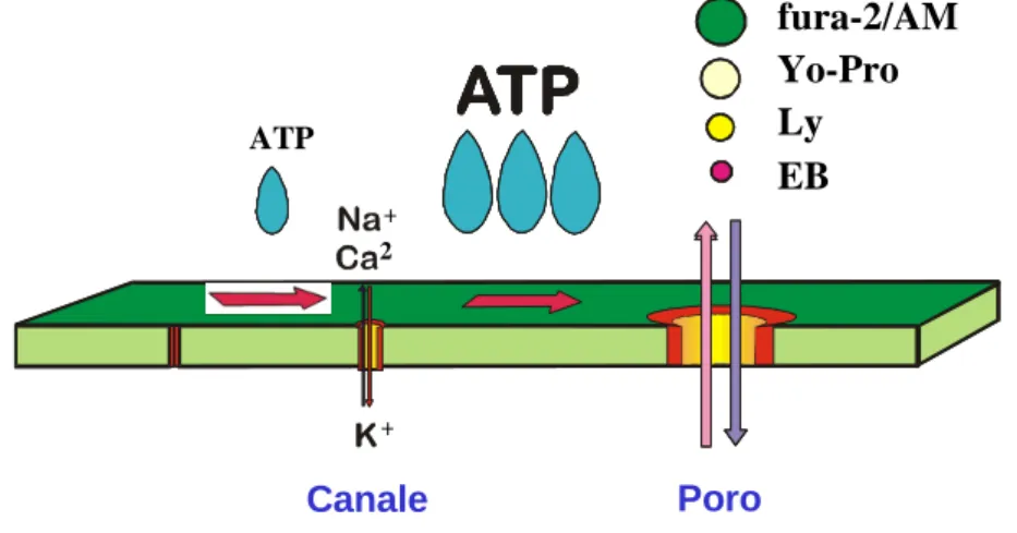 Figura  3)  Transizione  da  canale  a  poro  del  recettore  P2X 7 .  Elevate  concentrazioni  di  ATP  permettono al canale P2X 7  di diventare permeabile (poro) a molecole di dimensioni fino a 900 Da,  come gli indicatori fluorescenti fura-2, Yo-Pro, gi