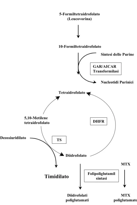 Figura 5: Reazioni enzimatiche del metabolismo dei folati.