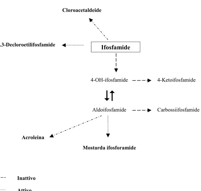 Figura 8: Principale via metabolica dell'ifosfamide.Cloroacetaldeide Ifosfamide 2.3-Decloroetilifosfamide 4-OH-ifosfamide  4-Ketoifosfamide  Aldoifosfamide  Carbossiifosfamide Mostarda ifosforamide Acroleina Inattivo Tossico Attivo 