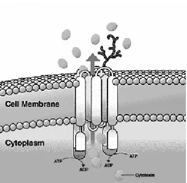 Figura 10: Rappresentazione schematica della P-glicoproteina.