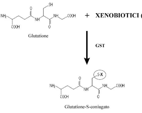 Figura 11: Meccanismo di detossificazione del glutatione.